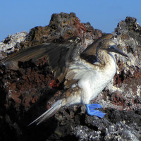 Blue-footed Booby